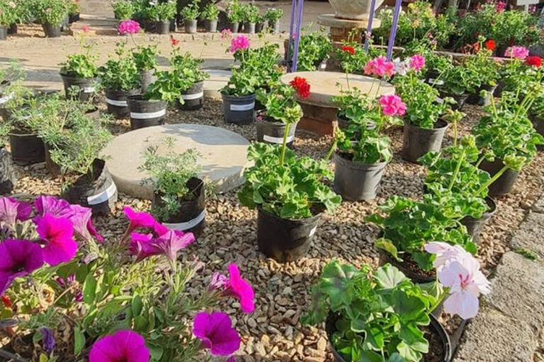 lavender post garden Centre Benoni - community photos 14