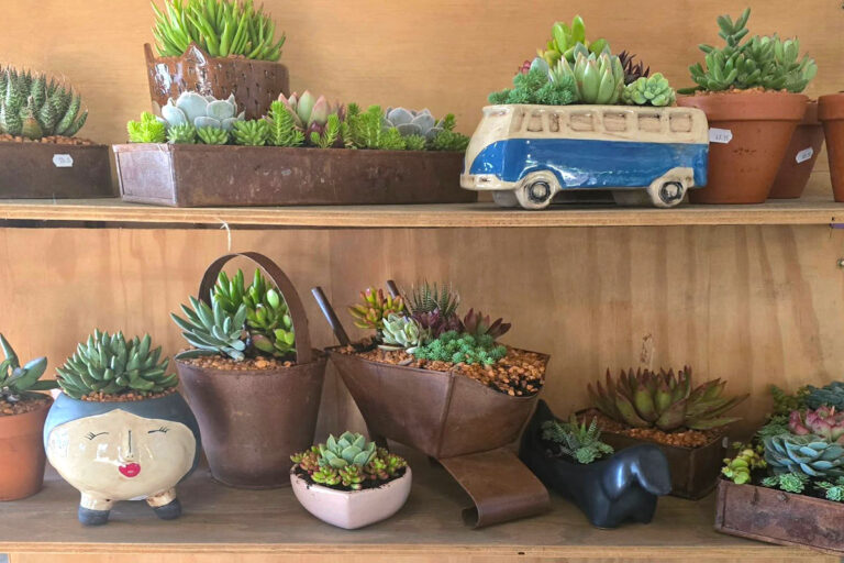 lavender post garden Centre Benoni - community photos 19