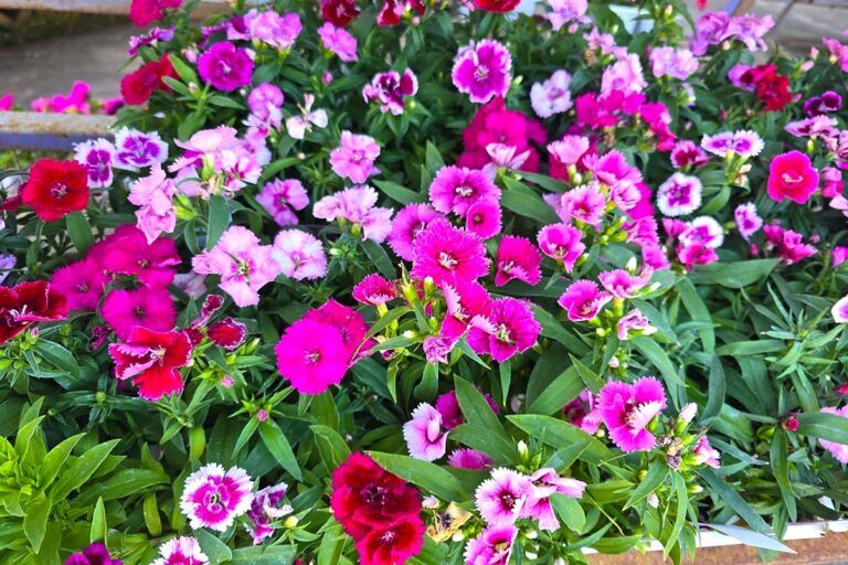 lavender post garden Centre Benoni - community photos 20