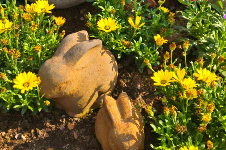 lavender post garden Centre Benoni - community photos 22