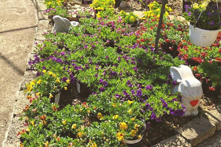 lavender post garden Centre Benoni - community photos 23