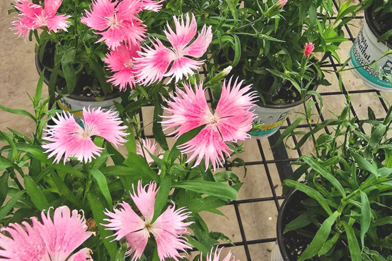 lavender post garden Centre Benoni - community photos 24