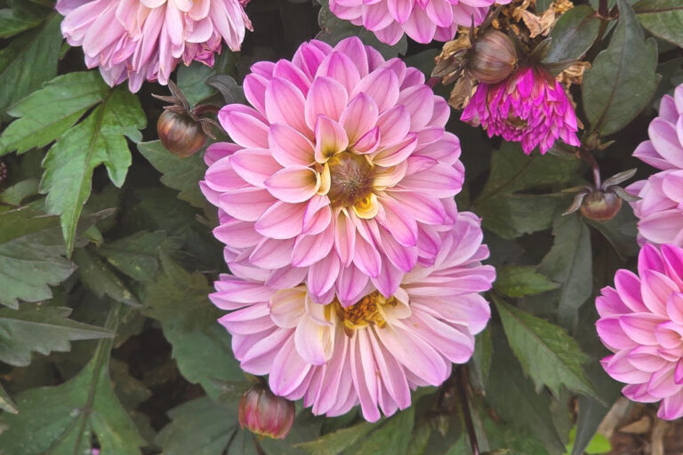 lavender post garden Centre Benoni - community photos 25