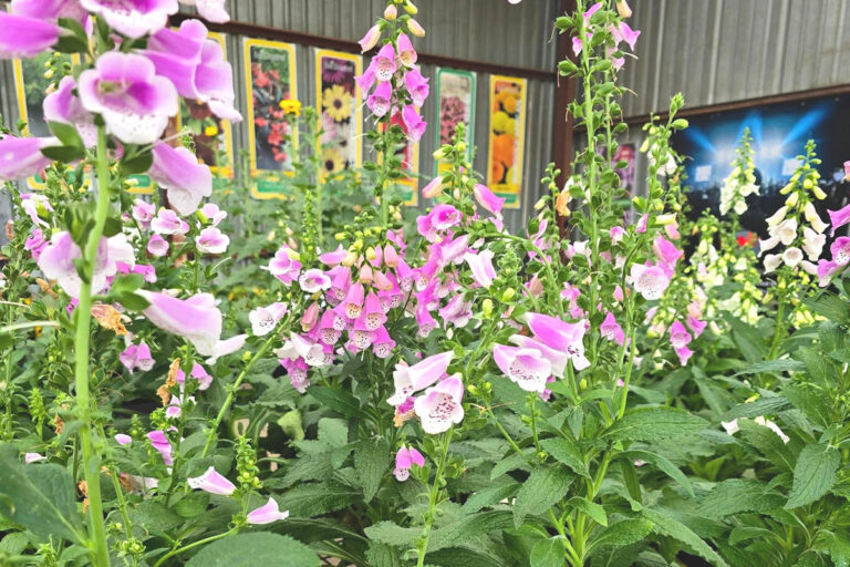lavender post garden Centre Benoni - community photos 26