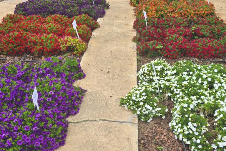 lavender post garden Centre Benoni - community photos 27