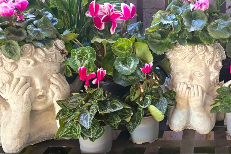 lavender post garden Centre Benoni - community photos 29