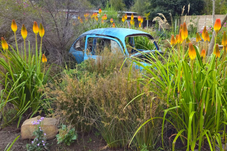 lavender post garden Centre Benoni - community photos 30