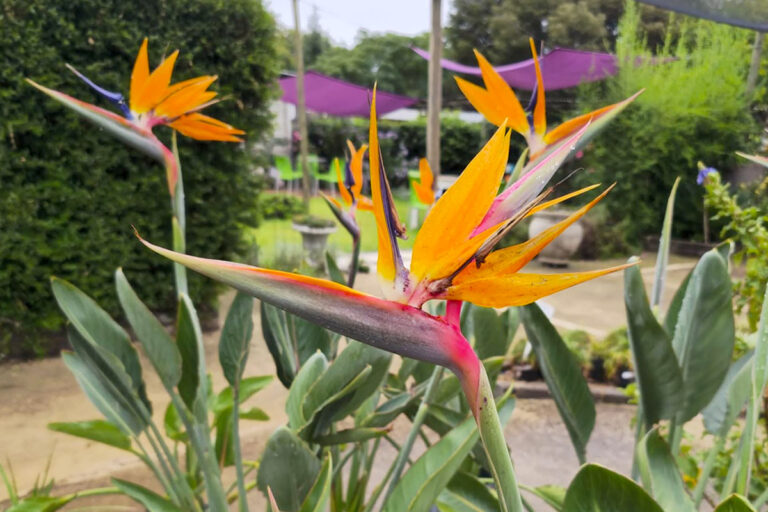 lavender post garden Centre Benoni - community photos 32